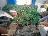 अथमलगोला पुलिस ने झारखंड निर्मित 36 बोरा देशी शराब किया बरामद