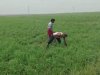यास तूफान के कहर का असर- मंहगा मेंथॉल पिप्लामेंट की खेती बर्बाद ।