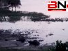 अथमलगोला में बड़ा हादसा, करेंट की चपेट में आने से दो दुधारू मवेशियों की मौत, किसानों में आक्रोश