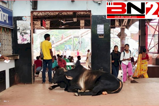 ​लावारिस पशुओं का आश्रय स्थल बना बाढ़ रेलवे स्टेशन, यात्रियों की सुरक्षा पर मंडराया बड़ा खतरा ​विशेष