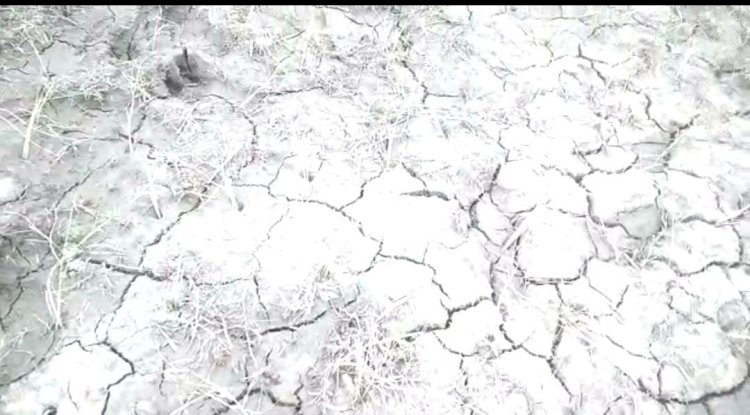 अपर्याप्त विधुत आपूर्ति और बारिश की बेरुखी से बाढ़ अनुमंडल में धान की खेती हो रही है प्रभावित