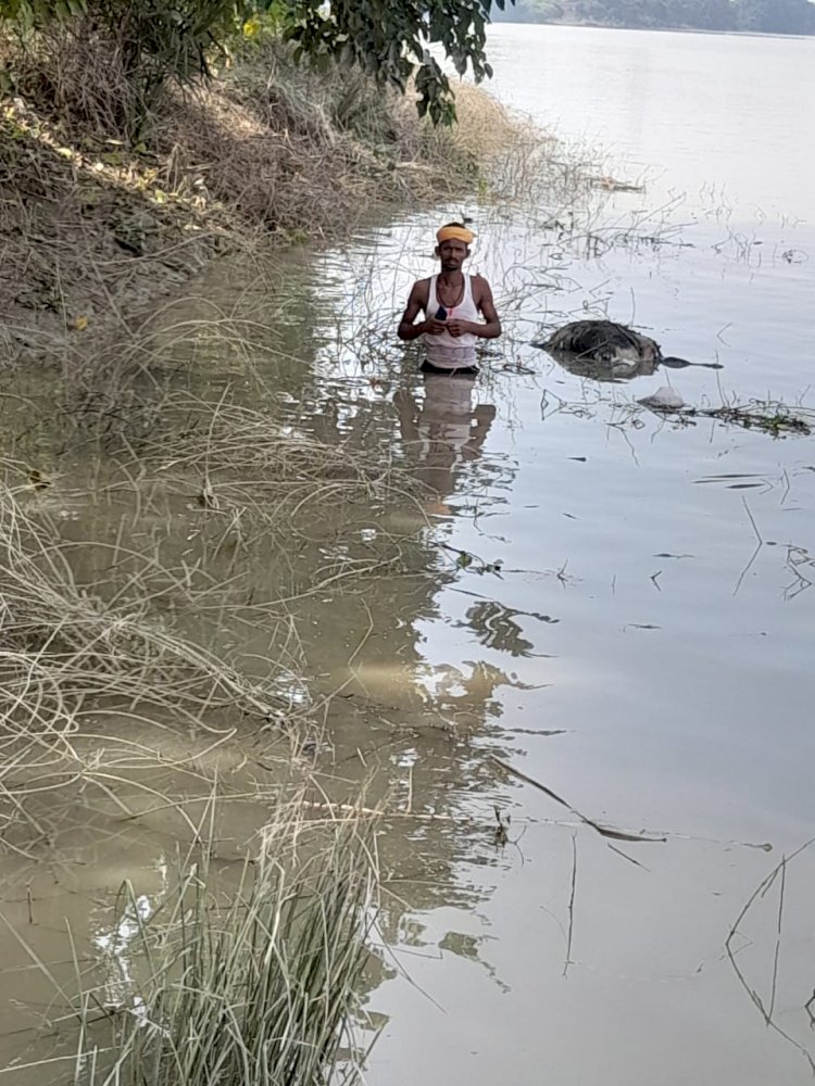 गंगा नदी पार करने के क्रम 08 भैसों की डूबने से मरी, सनहा दर्ज