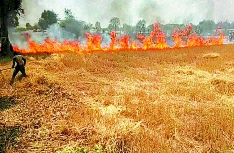 तीन किसानों की डेढ़ बीघा में लगी गेहूं की फसल जल कर राख
