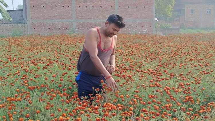 गेंदा के फूलों की खेती से किसान को मिल रहा लागत से ज्यादा लाभ, लेकिन सरकारी मदद नहीं मिलने का है मलाल 