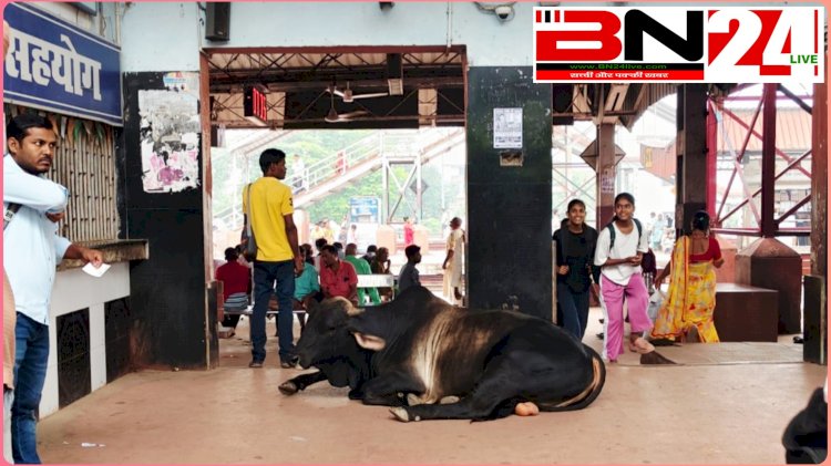 ​लावारिस पशुओं का आश्रय स्थल बना बाढ़ रेलवे स्टेशन, यात्रियों की सुरक्षा पर मंडराया बड़ा खतरा ​विशेष